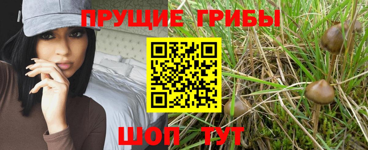 Шали  Псилоцибиновые грибы Psilocybine cubensis  Вход с VPN 